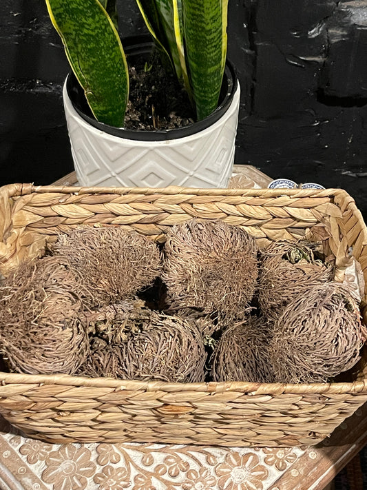 Rose of Jericho