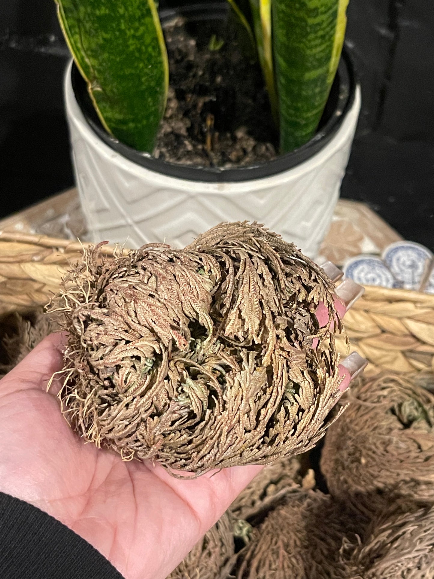 Rose of Jericho